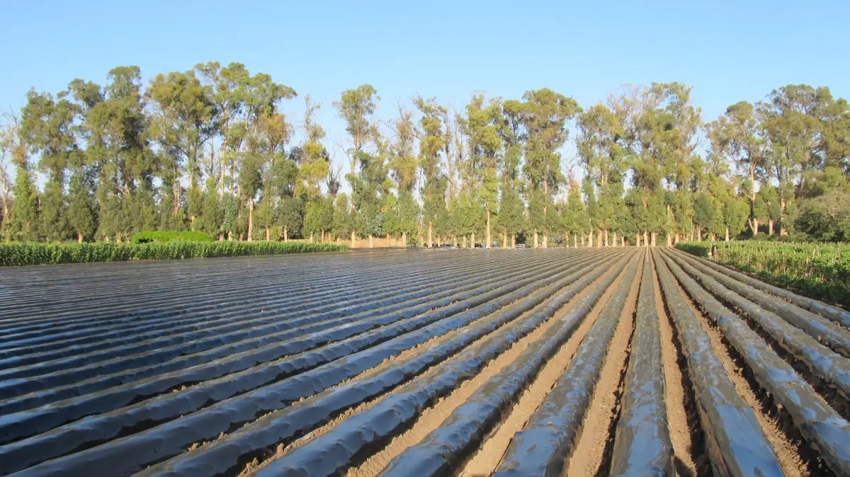 fresno farm labor lawyer