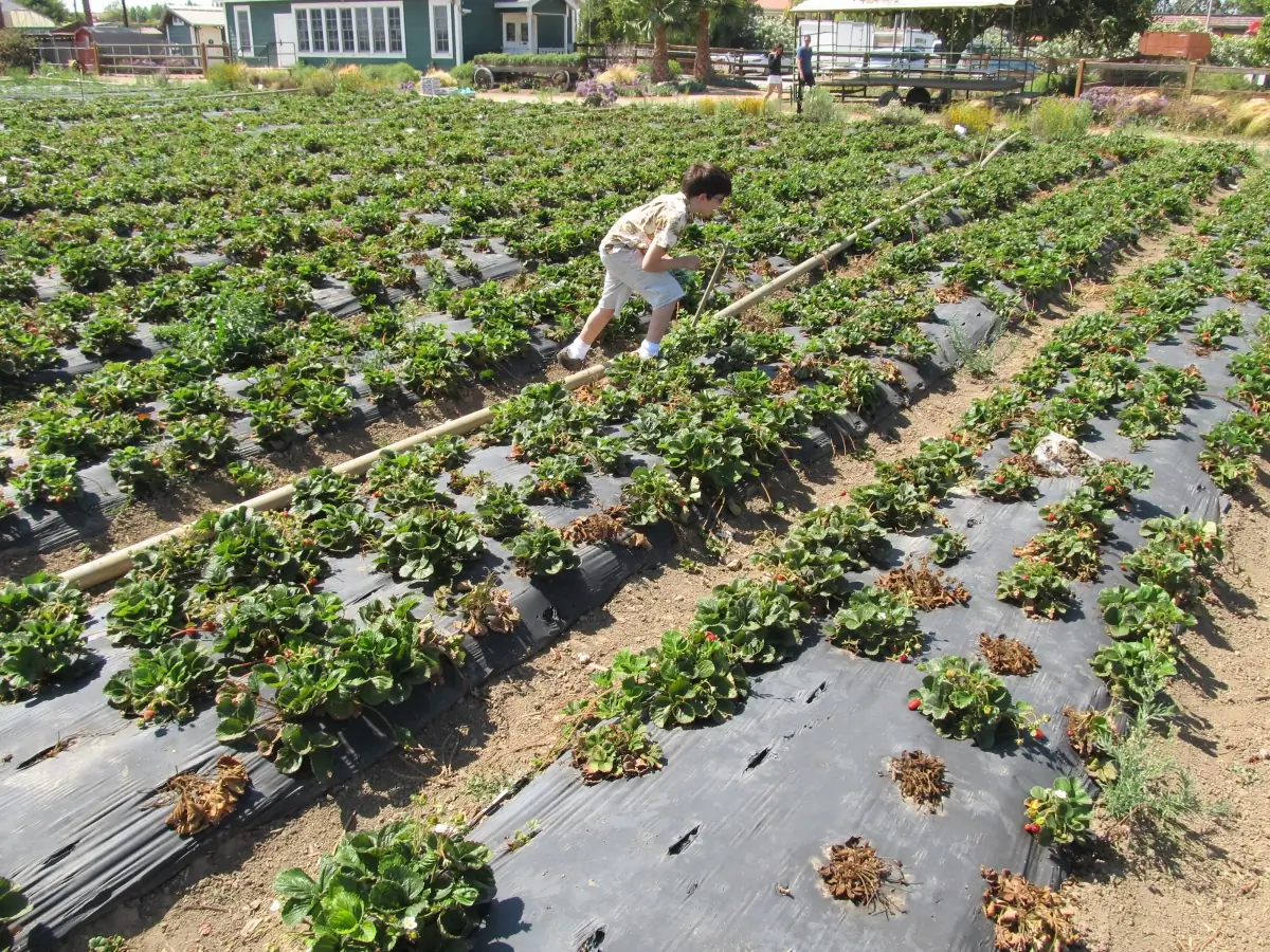 fresno farm labor lawyer